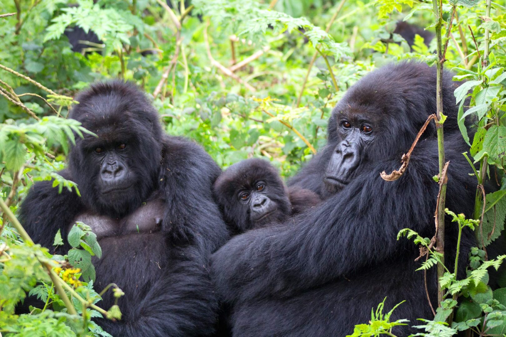 3 Day Rwanda Gorilla Trekking Safari – Up-Close Mountain Gorilla Adventure in Volcanoes National Park