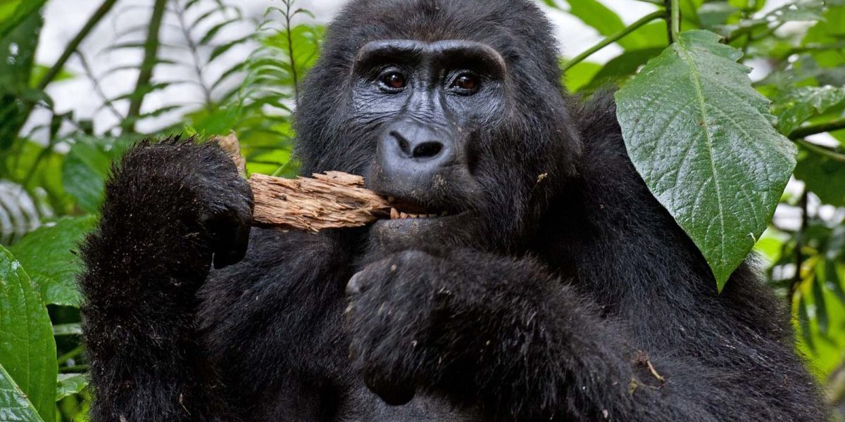 3 Day Rwanda Gorilla Trekking Safari – Up-Close Mountain Gorilla Adventure in Volcanoes National Park
