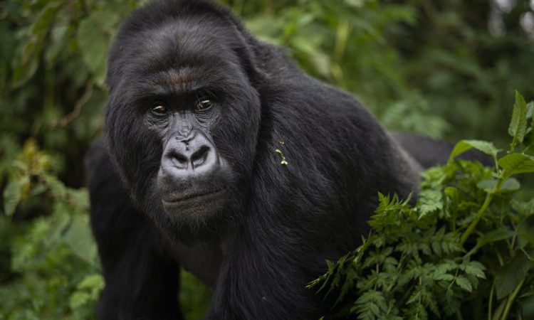 3 Day Rwanda Gorilla Trekking Safari – Up-Close Mountain Gorilla Adventure in Volcanoes National Park