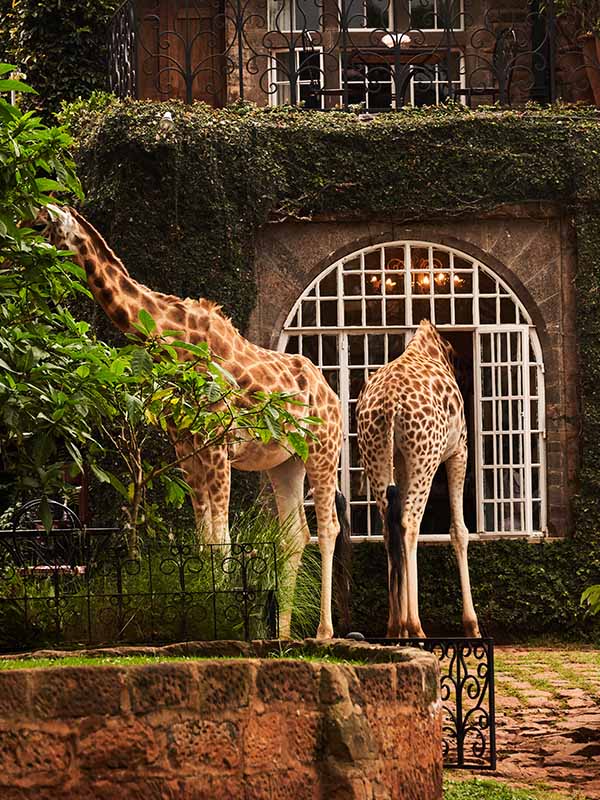 3 Days 2 Nights Giraffe Manor Nairobi Luxury Safari