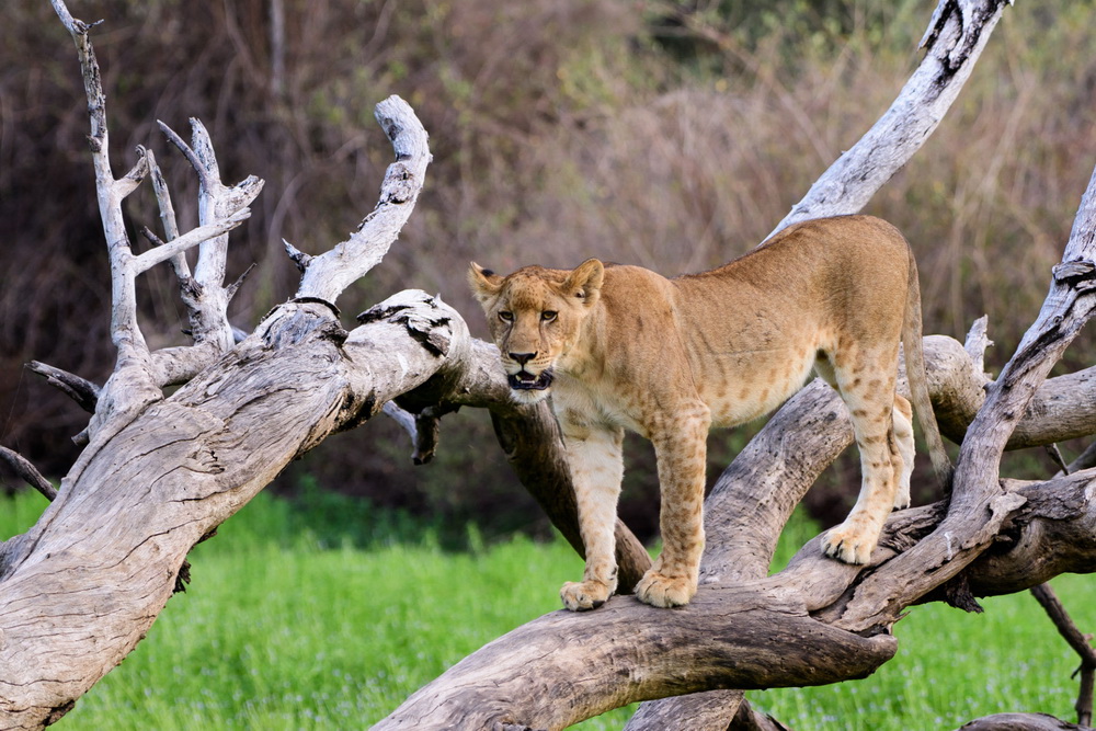3 Days / 2 Nights Serengeti and Ngorongoro Crater National Park Safari Tanzania