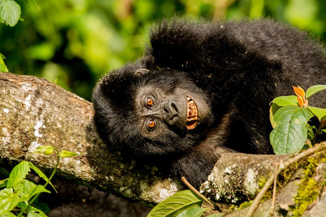 3 DAYS CHIMPANZEE TREKKING SAFARI IN KIBALE UGANDA,  CHIMPS HABITUATION IN KIBALE FOREST