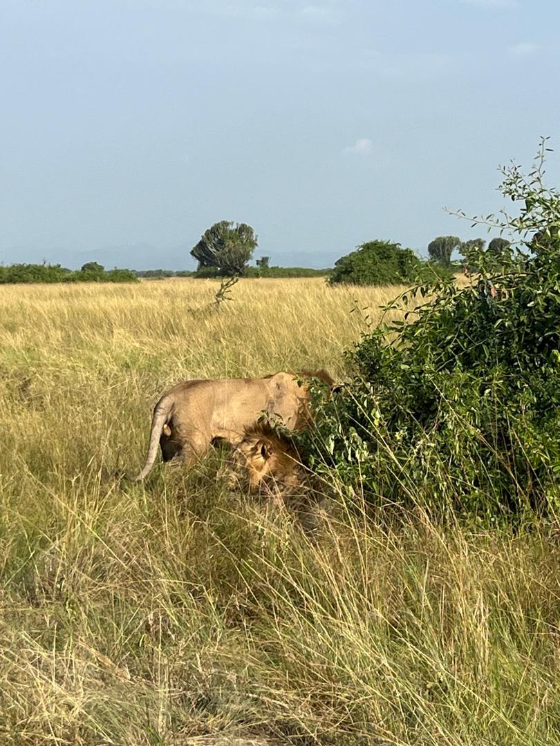 3 DAYS UGANDA WILDLIFE SAFARI TOUR IN QUEEN ELIZABETH NATIONAL PARK