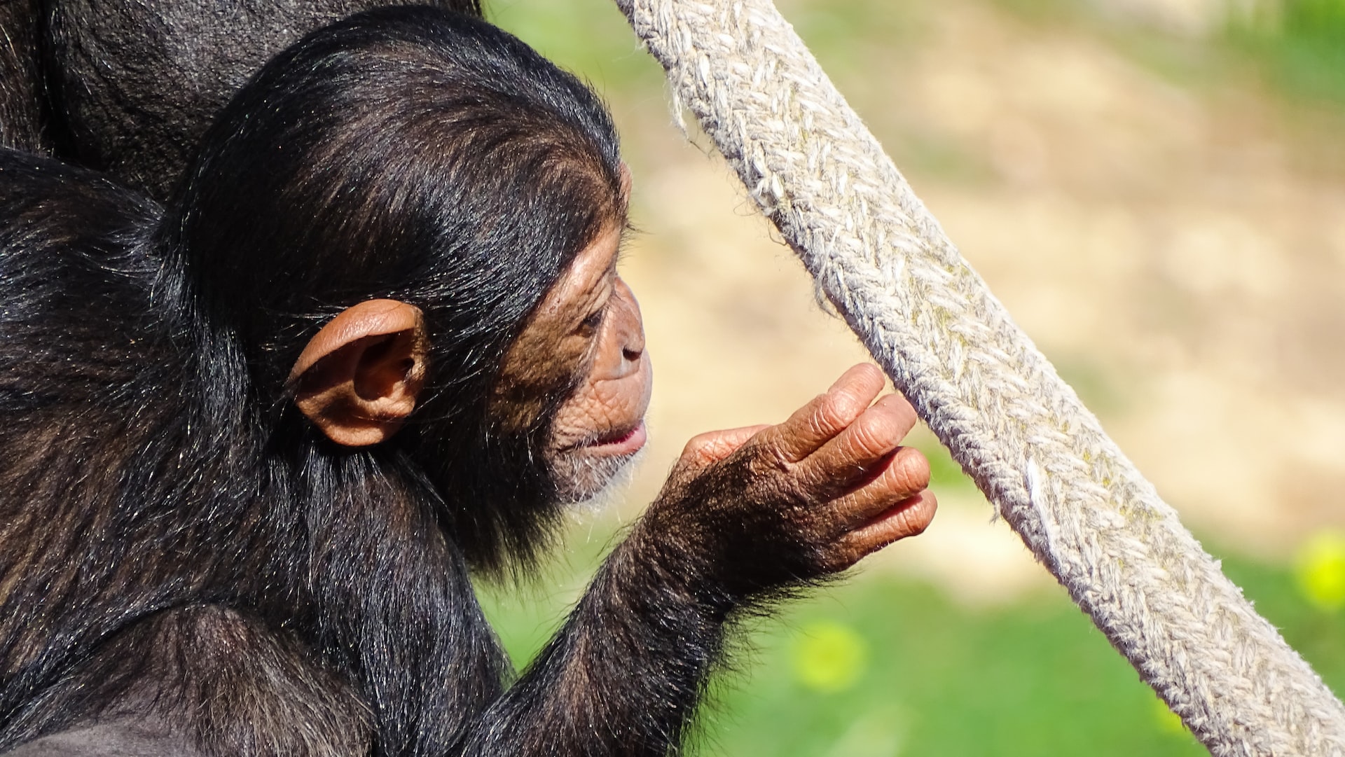 4-Day Nyungwe Forest Safari – Chimpanzee Trekking & Canopy Walk Adventure in Rwanda