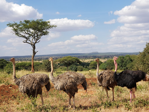 4 Days 3 Nights Tarangire & Ngorongoro Crater Tanzania Safari