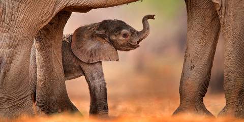 4 Days – Victoria Falls & Hwange Safari (Short Break – Best Seller)