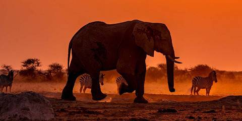 4 Days – Victoria Falls & Hwange Safari (Short Break – Best Seller)