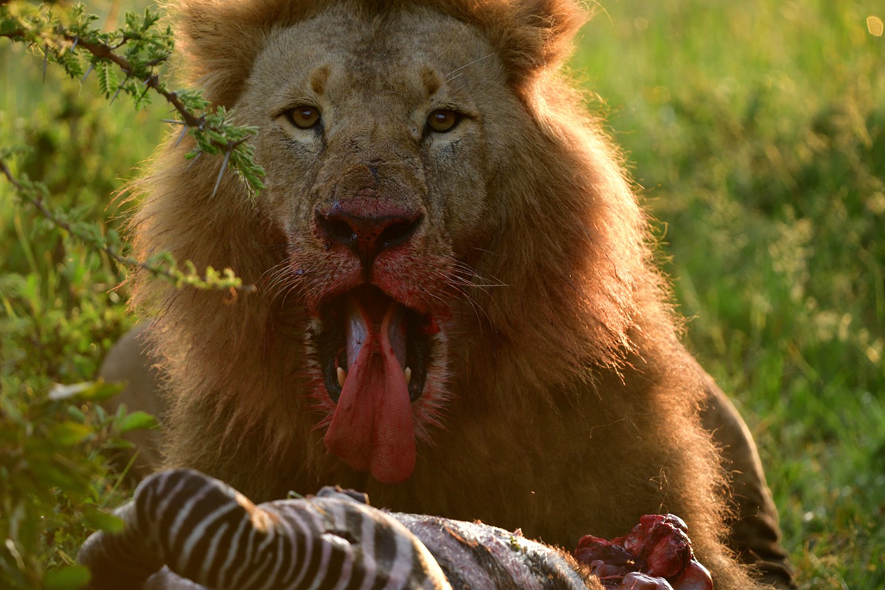 5 Days 4 Nights Amboseli – Lake Nakuru And Masai Mara Safari
