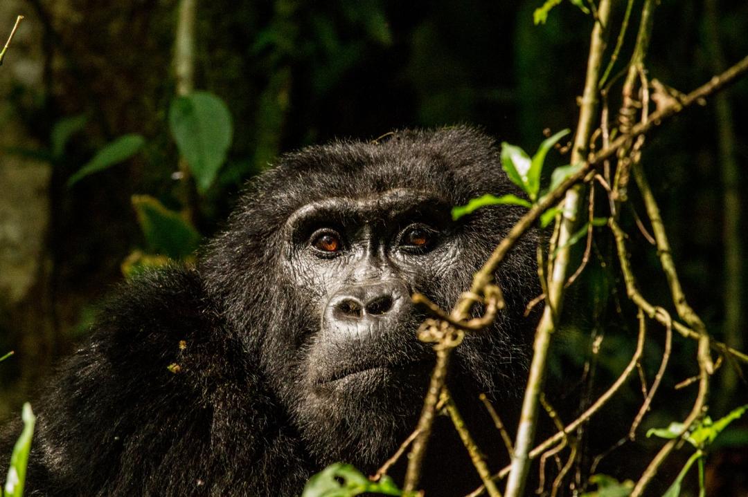 5 DAYS UGANDA SAFARI WITH PRIMATES TREKKING IN QUEEN ELIZABETH NATIONAL PARK & CHIMPANZEE TRACKING IN KIBALE FOREST NATIONAL PARK