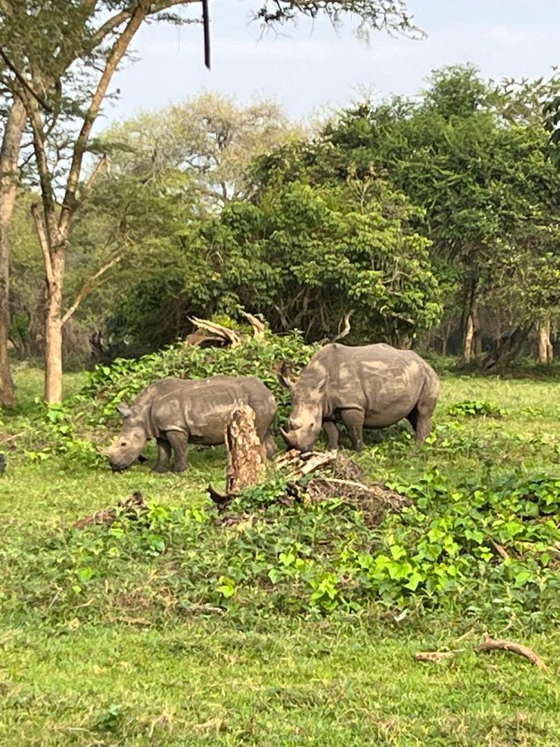 5 DAYS UGANDA SAFARI WITH PRIMATES TREKKING IN QUEEN ELIZABETH NATIONAL PARK & CHIMPANZEE TRACKING IN KIBALE FOREST NATIONAL PARK