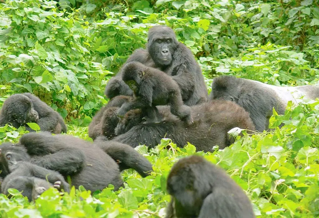 6-Day Cultural & Nature Hybrid Rwanda Safari – Gorillas, Chimps, Lake Kivu & Traditional Villages