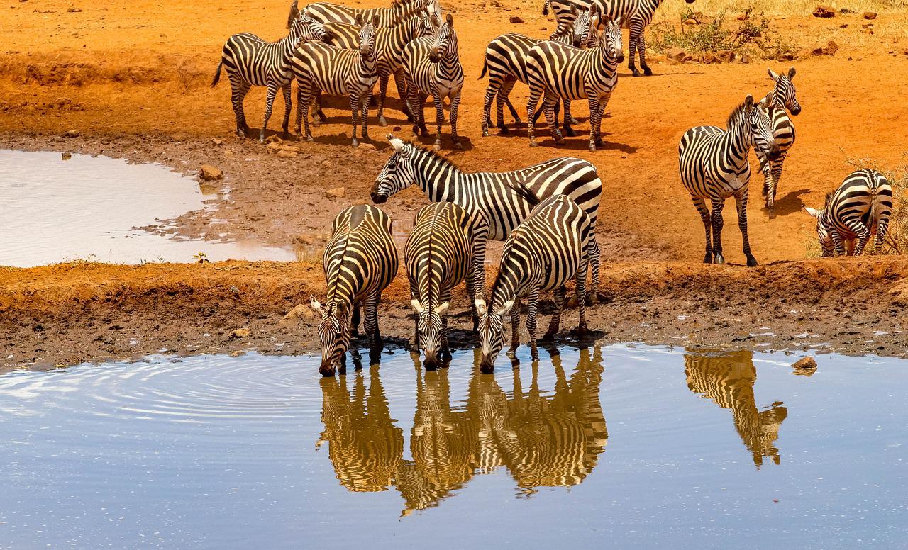 6 Days 5 Nights Amboseli – Tsavo West – Taita Hills Game Sanctuary