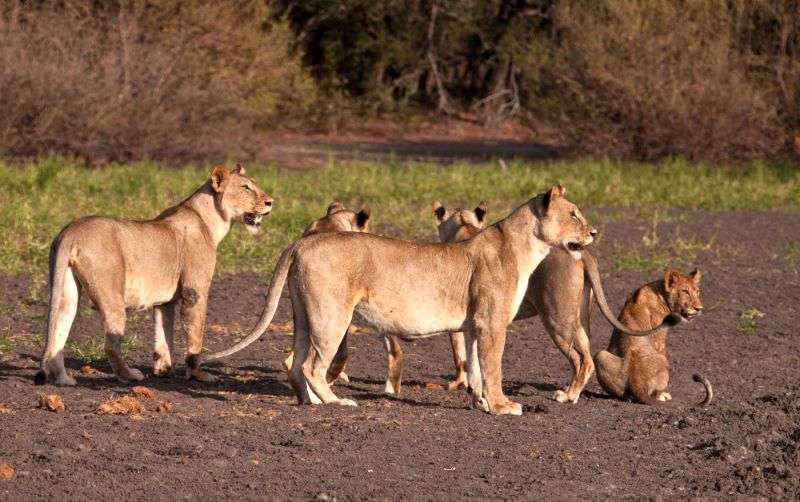 6 Days 5 Nights Best Of Kenya Safari