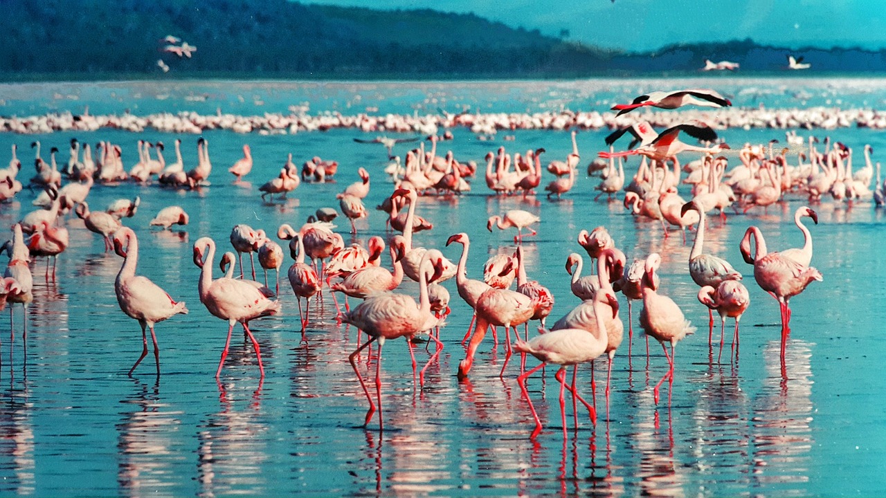 6 Days 5 Nights Masai Mara – Lake Nakuru – Amboseli – Tsavo West