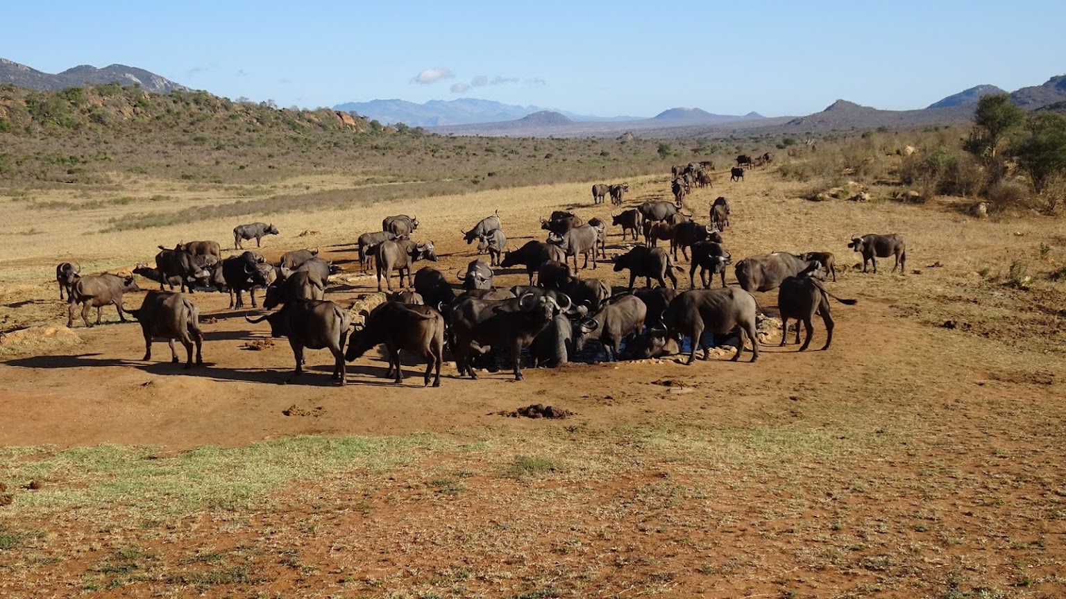 6 Days 5 Nights Masai Mara – Lake Nakuru – Amboseli – Tsavo West