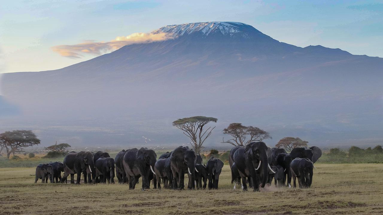 6 Days 5 Nights Masai Mara – Lake Nakuru – Amboseli – Tsavo West