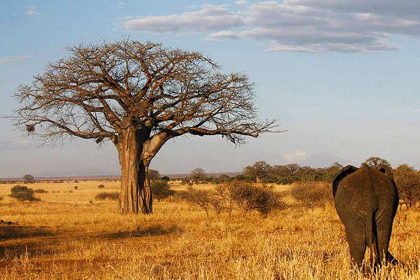 6 Days 5 Nights Ngorongoro, Serengeti & Tarangire Tanzania Safari