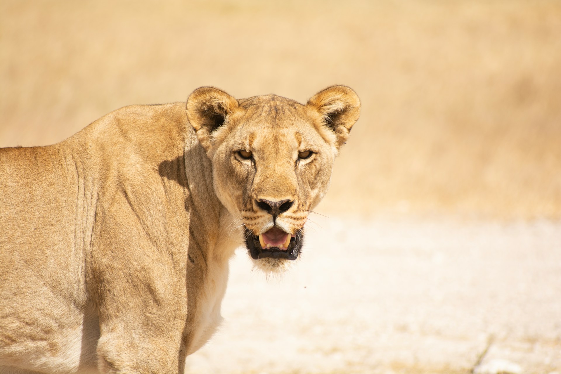 6 Days Sossusvlei + Etosha Safari