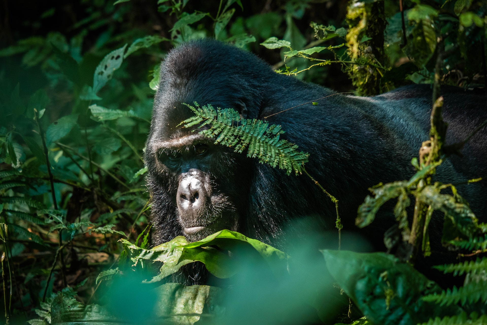 7-Day Rwanda Gorilla & Wildlife Safari – Volcanoes, Lake Kivu & Akagera Big Five Adventure