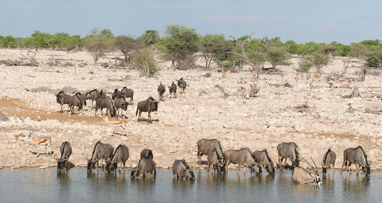 7 Days Namibia Highlights Safari (Best-Selling Package)