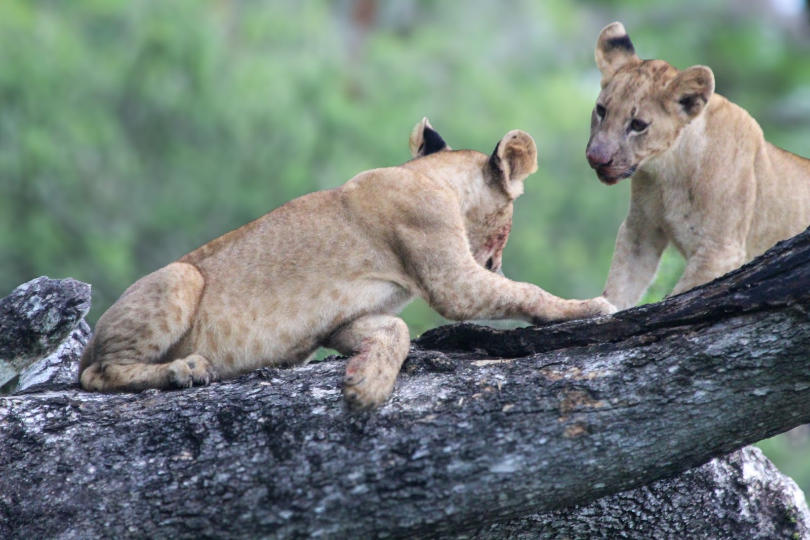 9 Days 8 Nights Best of Kenya Safari Samburu – Aberdares – Lake Nakuru – Lake Naivasha – Maasai Mara