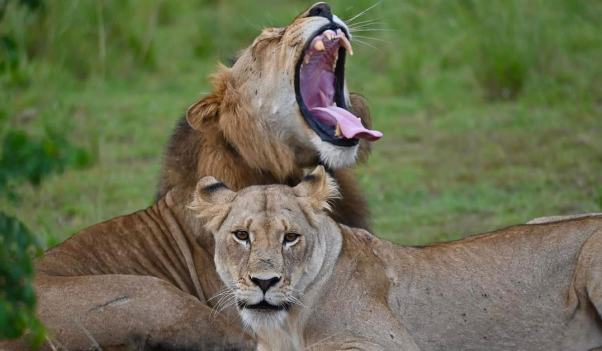 Akagera National Park Day Safari – Full Day Big Five Wildlife Tour from Kigali