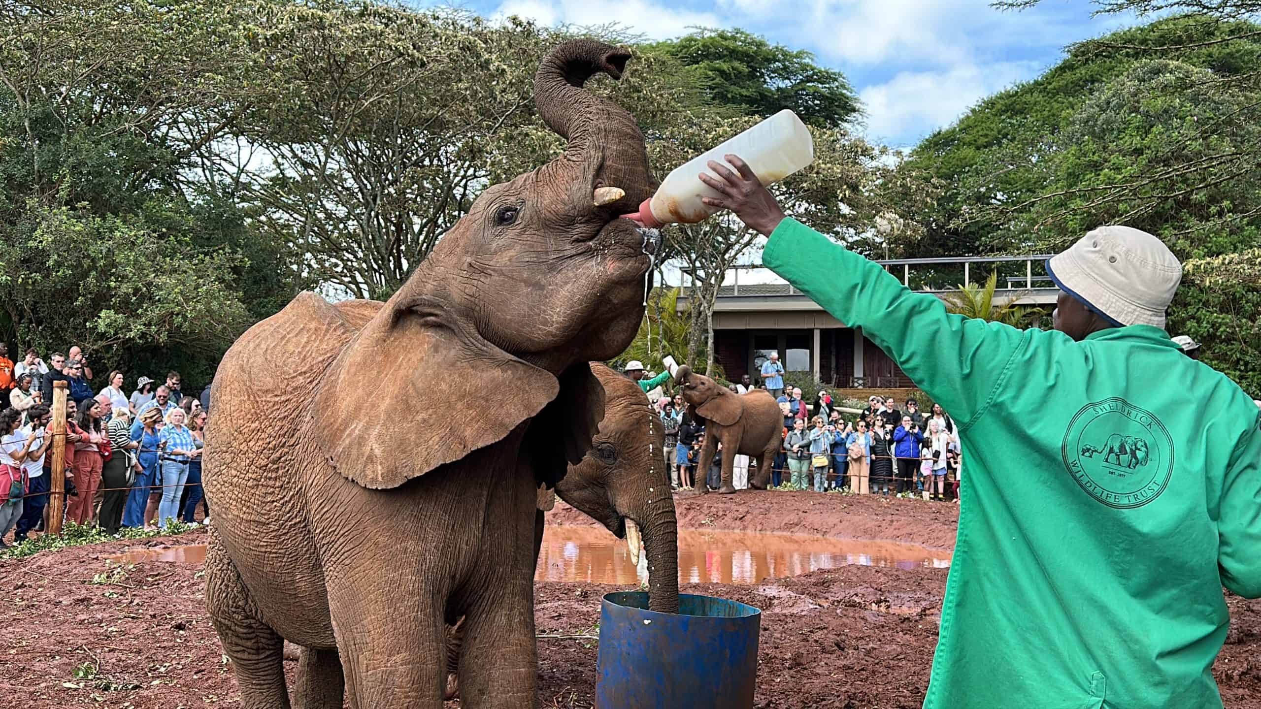 Nairobi National Park & David Sheldrick Elephant Orphanage Tour – Half Day Safari Experience