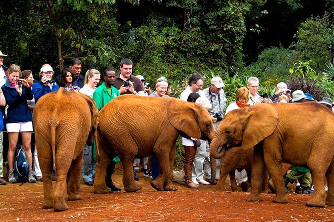Nairobi National Park & David Sheldrick Elephant Orphanage Tour – Half Day Safari Experience
