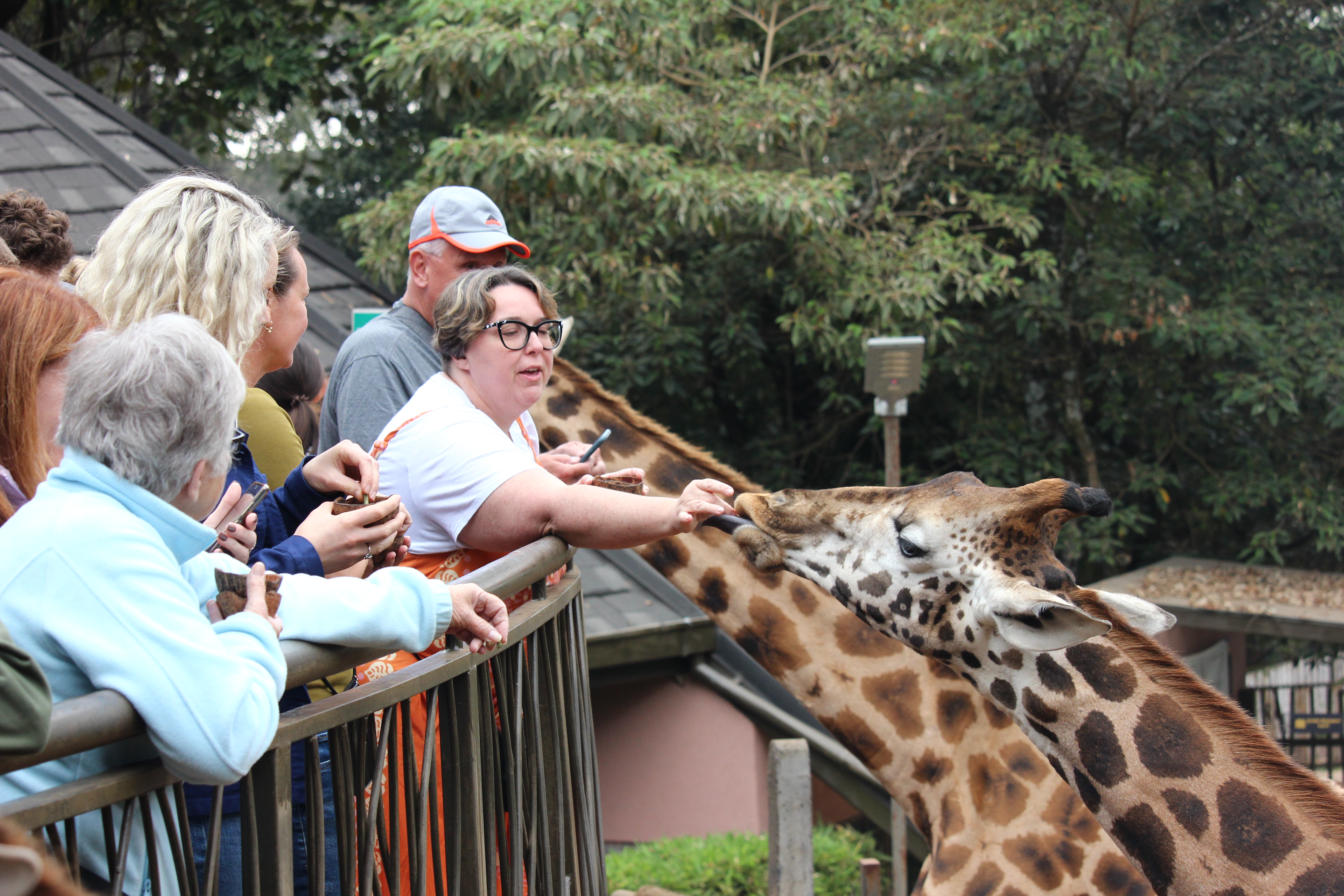 Nairobi National Park, Elephant Orphanage & Giraffe Centre Tour
