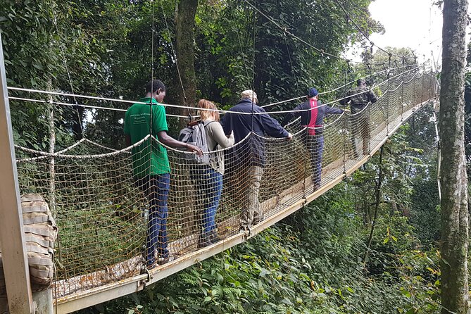 Nyungwe Forest Canopy Walk & Day Hike Tour – Full Day Rainforest Adventure from Kigali