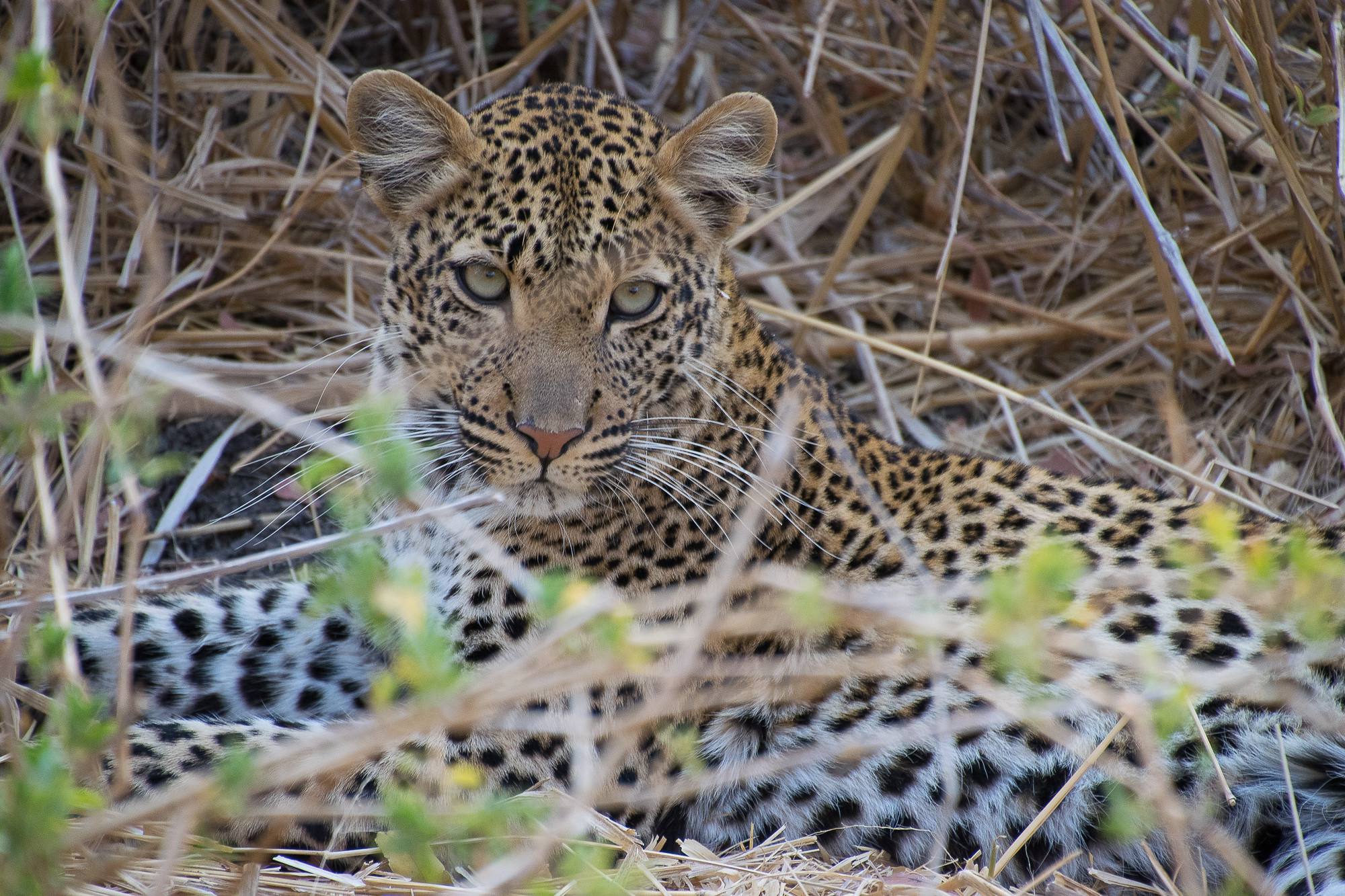 Tanzania 2 Days 1 Night Safari – Kitulo National Park & Ruaha