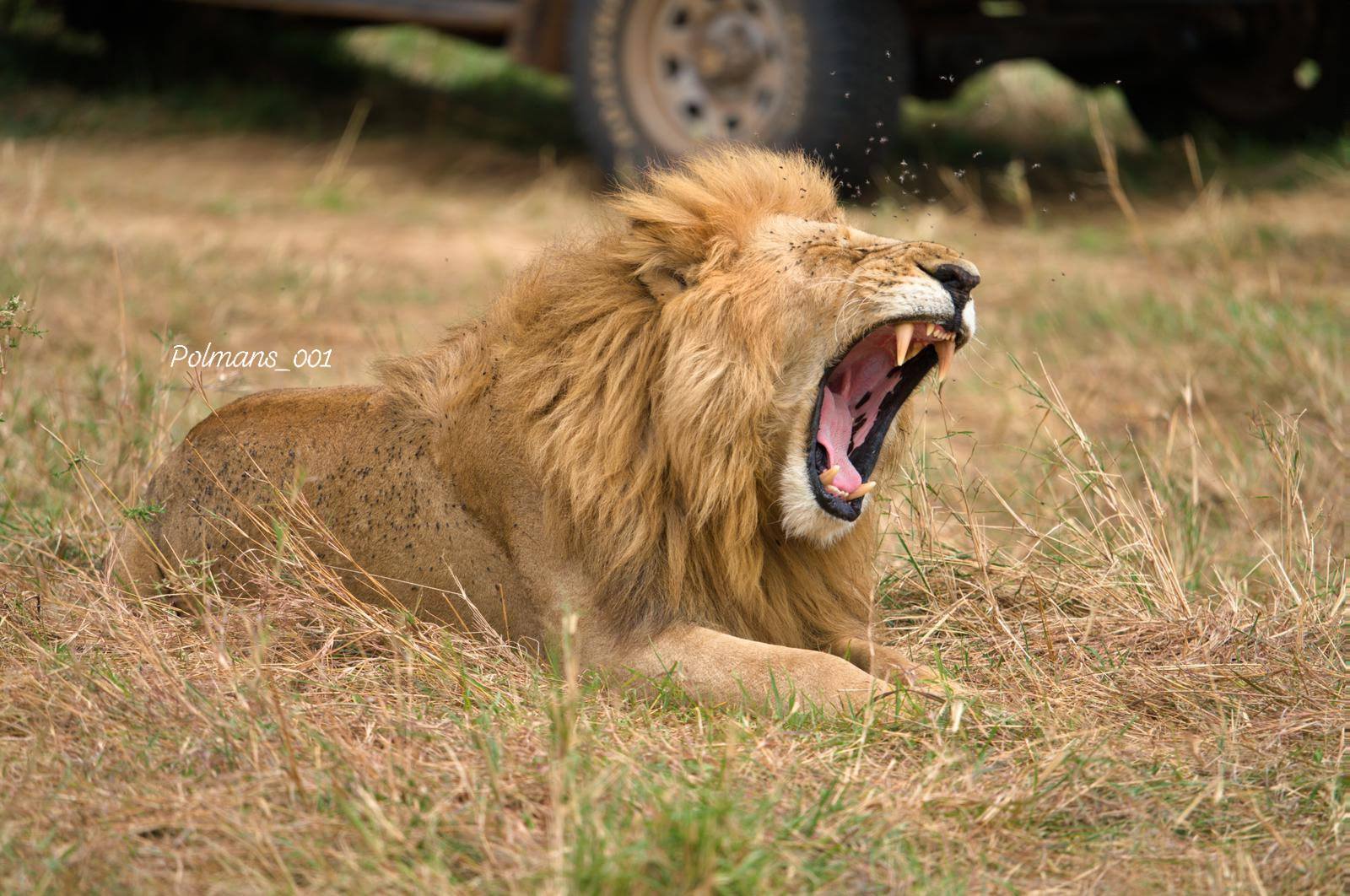 Tanzania 2 Days 1 Night Safari – Ruaha National Park