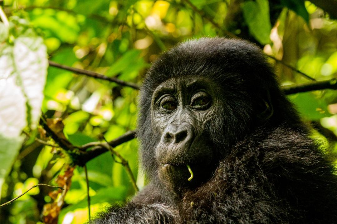 THE 4 DAYS CHIMPANZEE AND WILDLIFE SAFARI